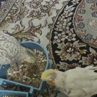 عروس هلندی