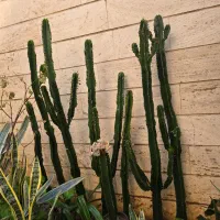 افوربیا چند سر|گل و گیاه طبیعی|تهران, سلسبیل شمالی|دیوار