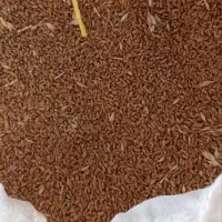 گندم Lj5 پرتناژ|عمده‌فروشی|اردبیل, |دیوار