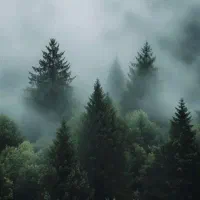 فروش کنسرت نووان  فوری