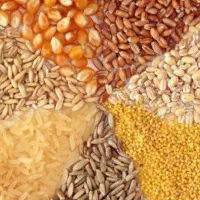 جو و ذرت واردات از روسیه فقط بالای 3000 تن