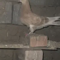 جفت کبوتر زرد پرشی|پرنده|نقده, |دیوار