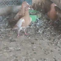 میولمنز درجه یک