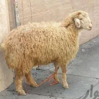 دامداری و گوسفندزنده ی دشت مغان|حیوانات مزرعه|کرج, دهقان ویلا|دیوار