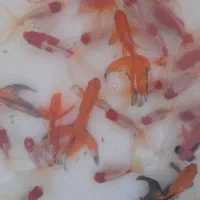 ماهی گلدفیش قرمزشب عیدکاشان