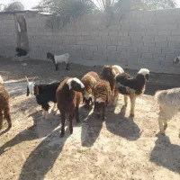 بره و کهره و بز|حیوانات مزرعه|بندر گناوه, |دیوار