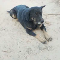 واگذاری سگ ماده نگهبان|سگ|سمنان, |دیوار