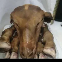 فروش کله پاچه جوان پاک شده کز داده شده.باب منزل