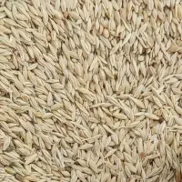 فروش وخریدار  جو ایرانی|لوازم جانبی حیوانات|قزوین, |دیوار