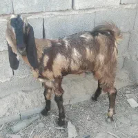 کهره نر ه