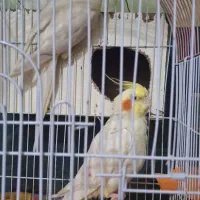 3000000|پرنده|نیک شهر, |دیوار