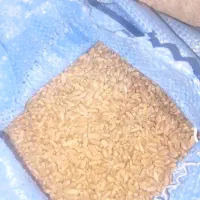 گندم