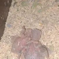 جوجه طوطی برزیلی سرلاکی