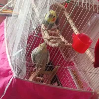 عروس هلندی نر و ماده|پرنده|رشت, گلباغ نماز|دیوار