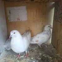 جفت کبوتر
