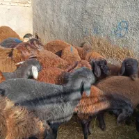 چهارده تاعدد بره ماده|حیوانات مزرعه|میان جلگه, |دیوار