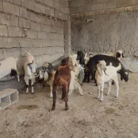 بزغاله سالم|حیوانات مزرعه|ایلام, |دیوار