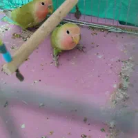 جوجه طوطی برزیلی و شاه طوطی