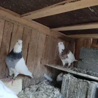 پنج عدد طوق تمیز