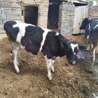 فروش گوساله