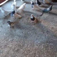 کبوتر  طوقی