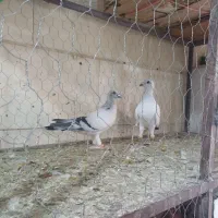 کفتر پرنده کبوتر|پرنده|اقبالیه, |دیوار