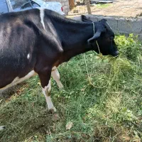 گاو زایده شیری و آبستن|حیوانات مزرعه|گنبکی, |دیوار