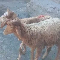 بره|حیوانات مزرعه|اهواز, زیتون کارمندی|دیوار