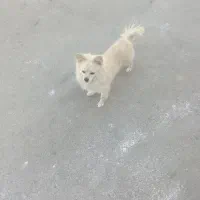 سگ پامر روباهی سایز کوچیک|سگ|قم, دورشهر|دیوار