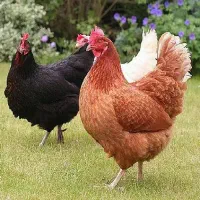 مرغ تخم گذار سنگین وزن