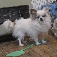 شیواوا شی واوا چیواوا شیهواهوا شی هواهوا چی واوا