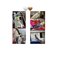 عروس هلندی جفت