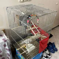 یک جفت عروس هلندی|پرنده|بومهن, |دیوار