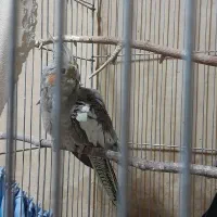 عروس هلندی|پرنده|مشهد, احمدآباد|دیوار