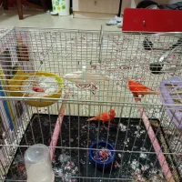 جفت قناری رد فکتور اورجینال