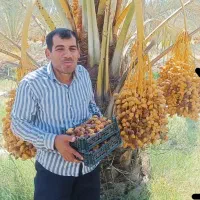 دانه درشت و تازه از نخلستان|خوردنی و آشامیدنی|شیراز, جوادیه|دیوار