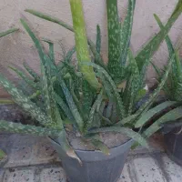 گل آلوئه ورا