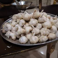 مرغوب ترین سیر همدان به مقدار محدود فوری