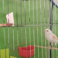 قناری اورجینال موزایکی ماده مست جفت نخورده