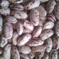 لوبیا