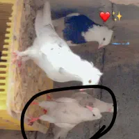 طوقی|پرنده|چاه مرید, |دیوار