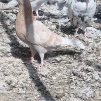 کفتر کبوتر پرشی