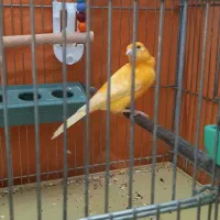 انتقال ۳ عدد قناری