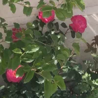 جاقل ، تە بە قە ی ۱