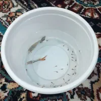 سلام بچه ماهی گوپی دارم