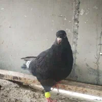 تهرونی  بالا رو، سار دم سفید کاکلی، قعره، کله جوزی|پرنده|مشهد, رضاییه|دیوار