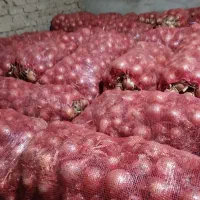 پیاز فلات بذر قوطی|خوردنی و آشامیدنی|بجنورد, |دیوار