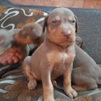 دوبرمن اصیل|سگ|مشهد, دانشجو|دیوار