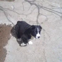 یه سگ معاوضه هم دارم