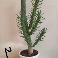 گل های خواستنی|گل و گیاه طبیعی|اسفراین, |دیوار